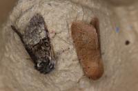 Orthosia cerasi