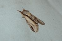 Pheosia tremula