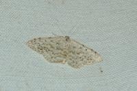 Scopula marginepunctata