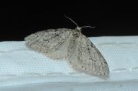 Tephronia sepiaria