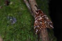 Endromis versicolora