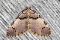 Anticlea derivata