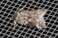 Nycteola siculana