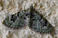 Chloroclystis v-ata