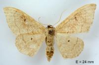 Idaea rubraria