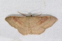 Idaea rubraria