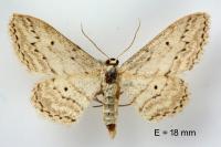 Idaea calunetaria