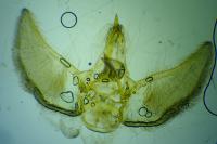 Eupithecia subfuscata