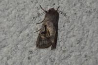 Orthosia gothica