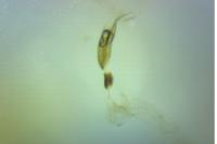 Evergestis politalis
