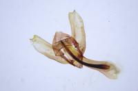 Charissa glaucinaria juravolans