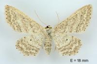 Idaea elongaria
