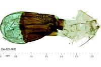Idaea elongaria