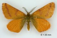 Lythria purpuraria