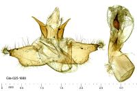 Lythria purpuraria