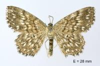 Scopula tessellaria