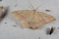 Rhodostrophia vibicaria
