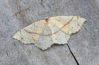 Cyclophora punctaria