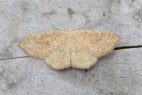 Cyclophora ruficiliaria