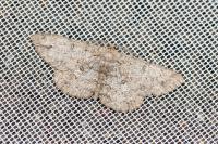 Hypomecis punctinalis
