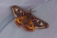 Saturnia pavonia