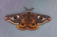 Saturnia pavonia