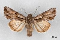 Chloantha hyperici