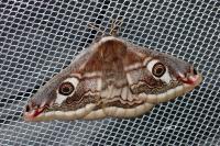 Saturnia pavonia/pavoniella