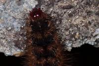 Arctia villica