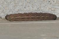 Mniotype solieri/occidentalis