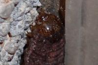 Mniotype solieri/occidentalis