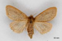 Ocneria rubea