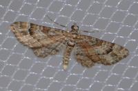 Gymnoscelis rufifasciata