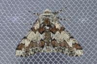 Biston strataria