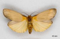 Lithosia quadra