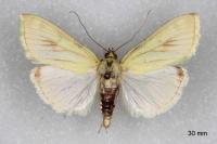 Sitochroa palealis