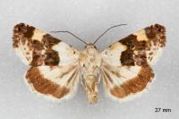Acontia lucida