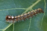 Lasiocampa quercus quercus