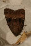 Amphipyra pyramidea