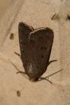 Amphipyra tragopoginis