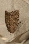 Anarta trifolii