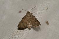 Anarta trifolii