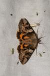 Catocala fulminea