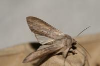 Cucullia umbratica