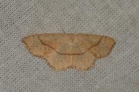 Cyclophora punctaria