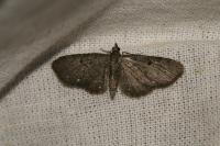 Eupithecia tripunctaria