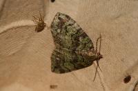 Hydriomena furcata