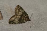 Hydriomena furcata