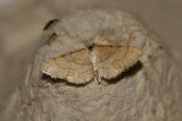 Idaea