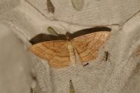 Idaea ochrata